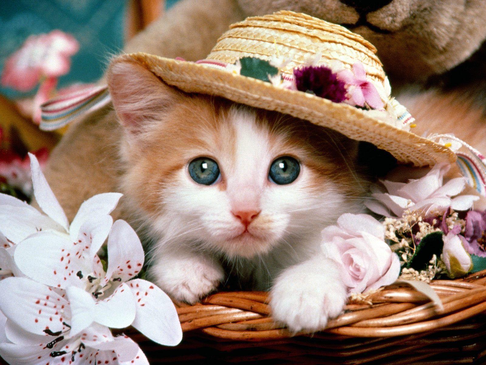 Easter Kittens Wallpapers