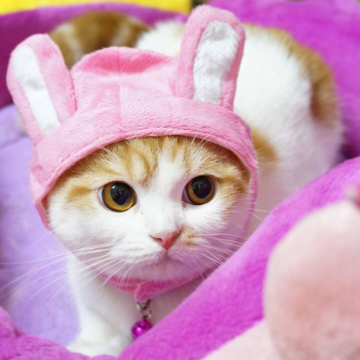 Easter Kittens Wallpapers