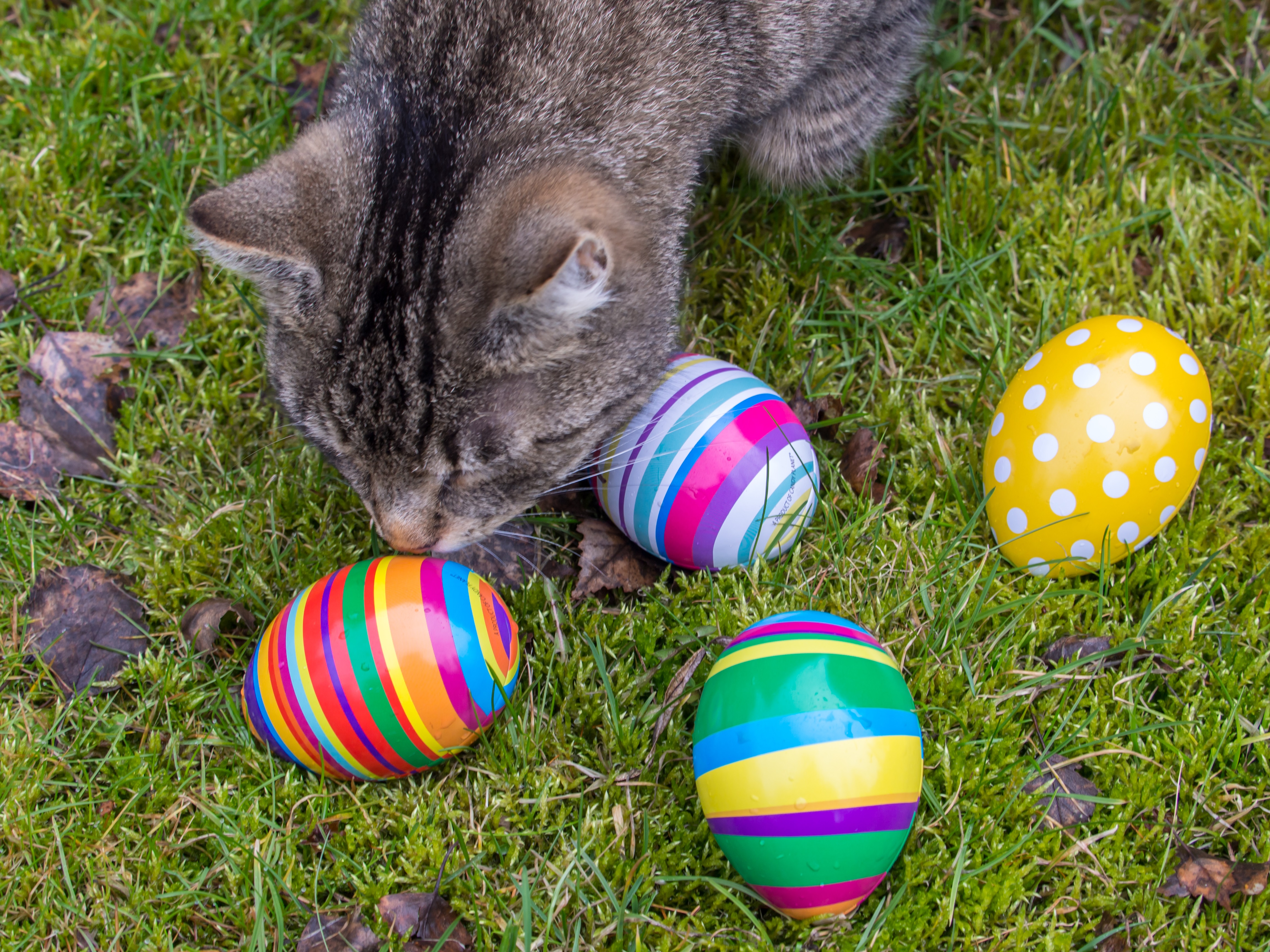 Easter Kittens Wallpapers