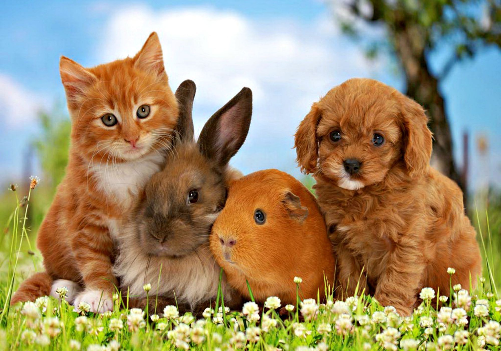 Easter Kittens Wallpapers