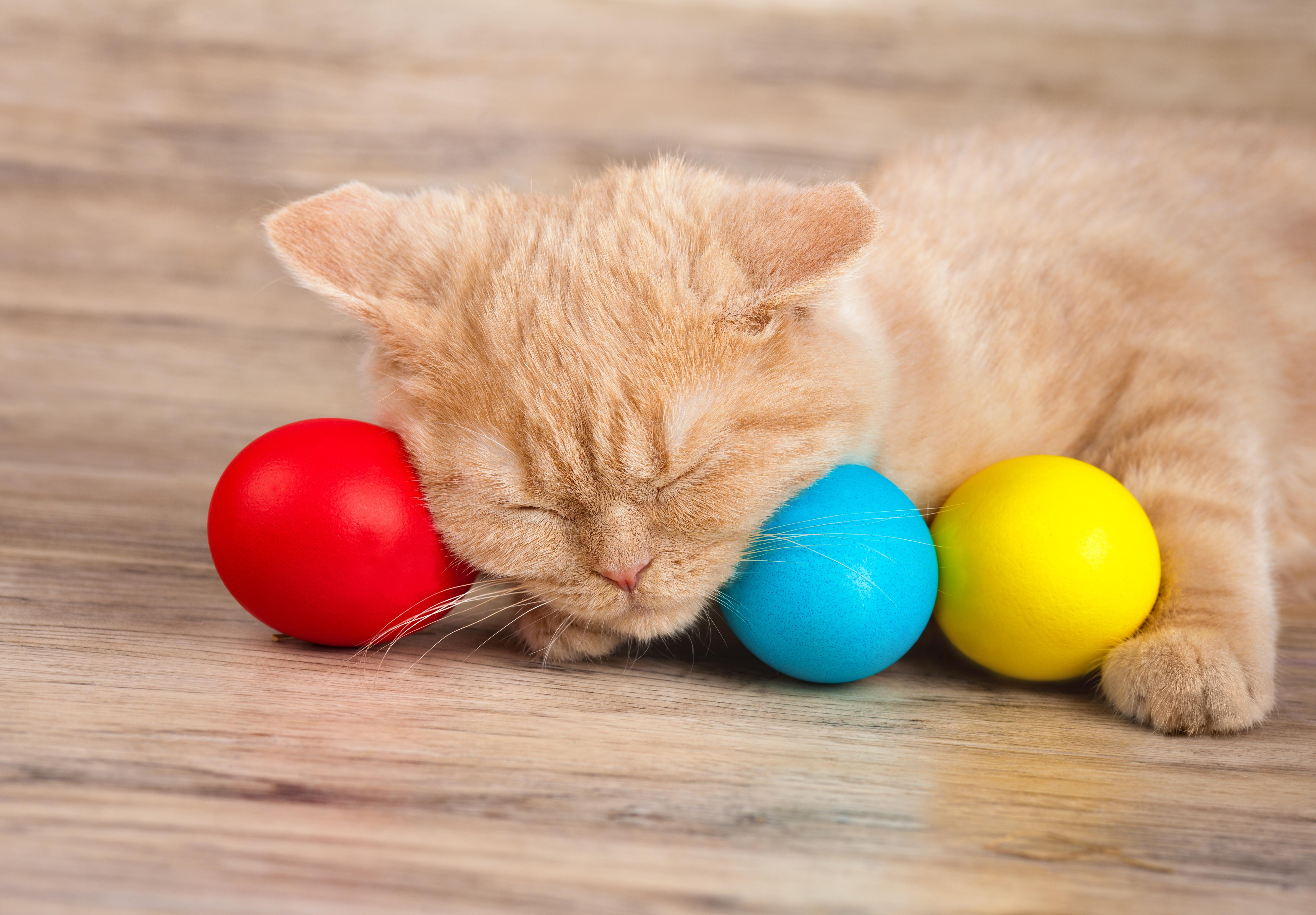 Easter Kittens Wallpapers