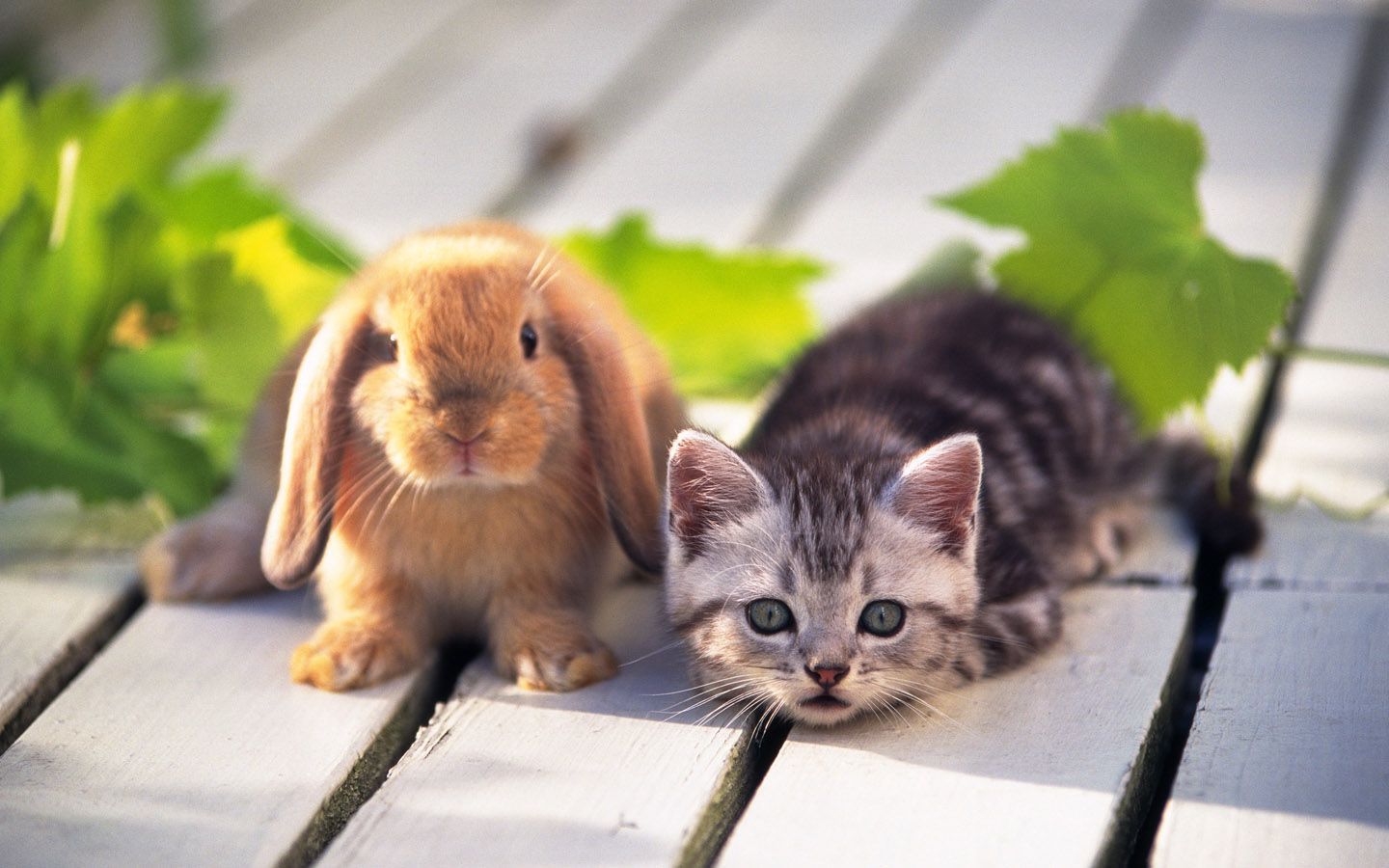 Easter Kittens Wallpapers