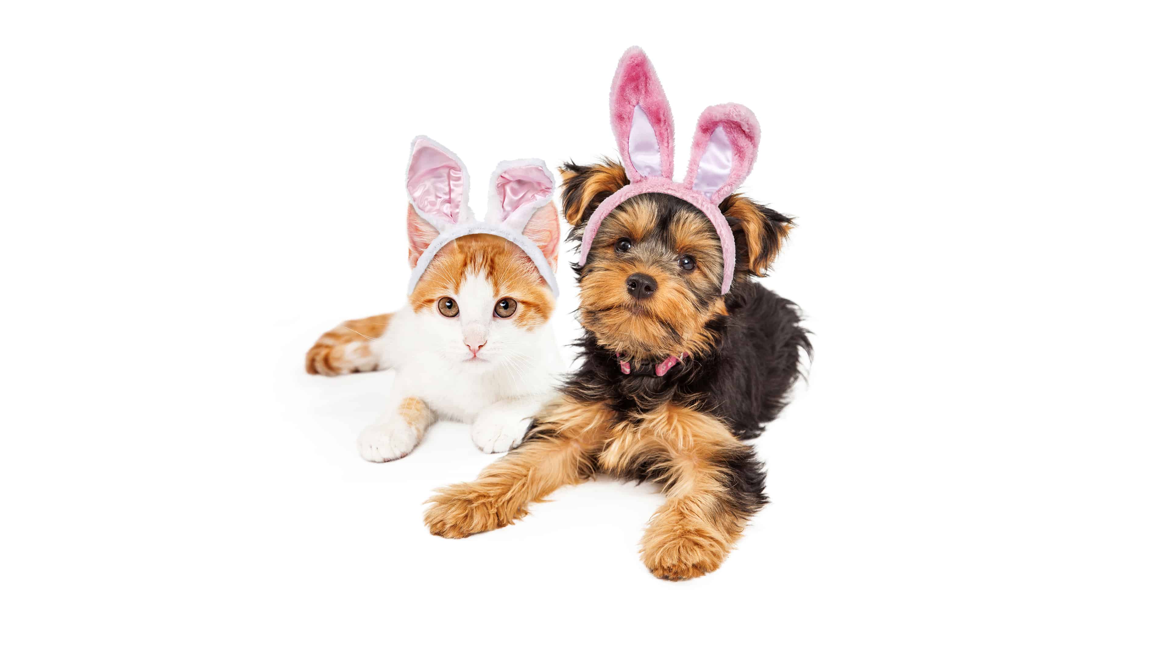 Easter Kittens Wallpapers