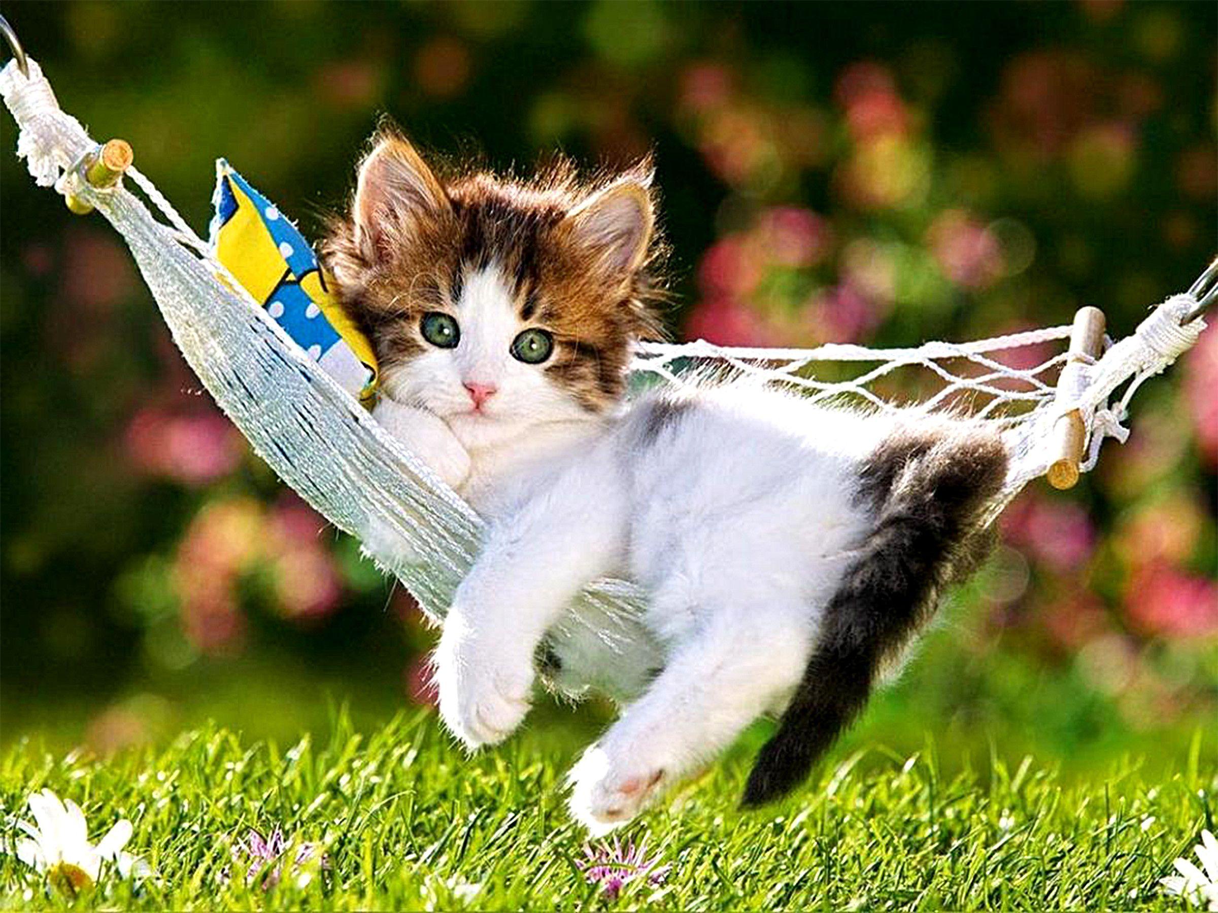 Easter Kittens Wallpapers