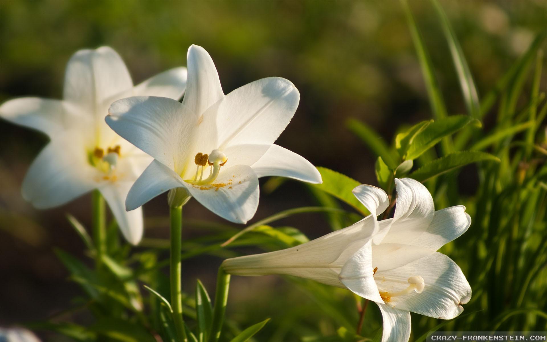 Easter Lily Wallpapers