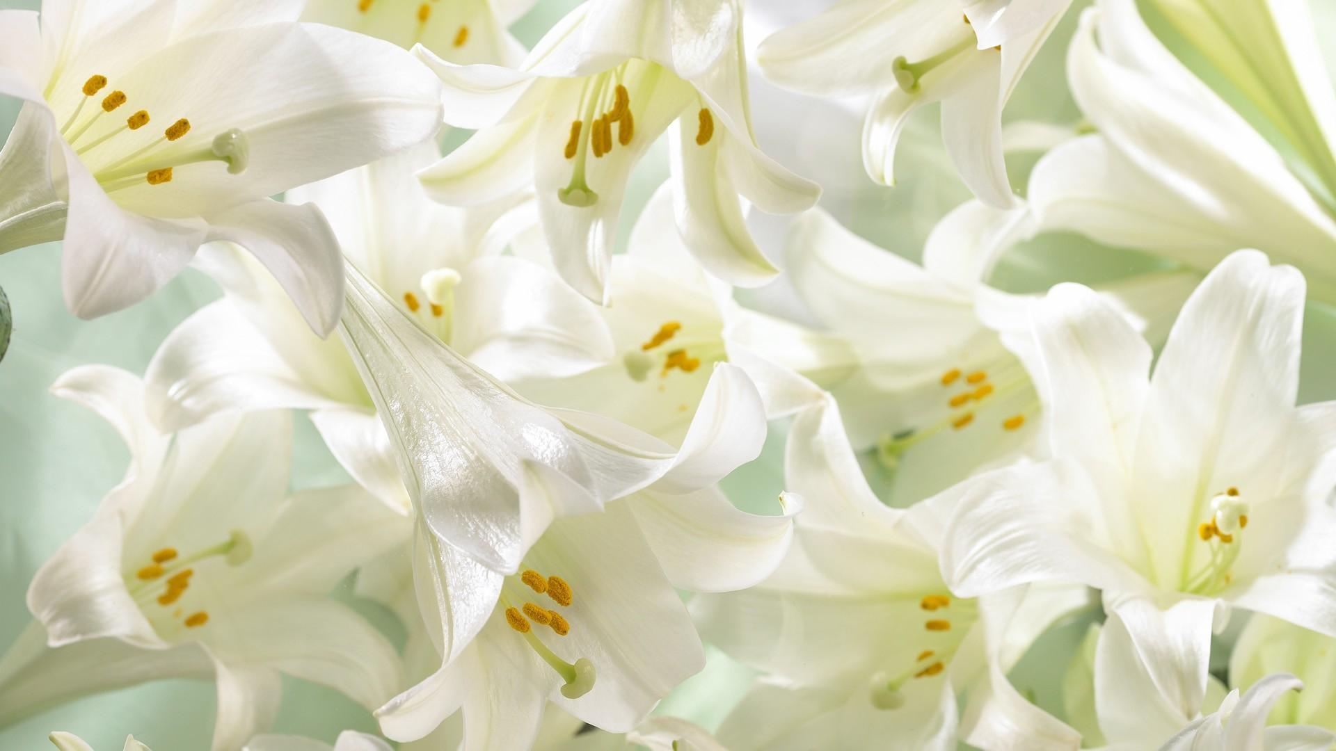 Easter Lily Wallpapers