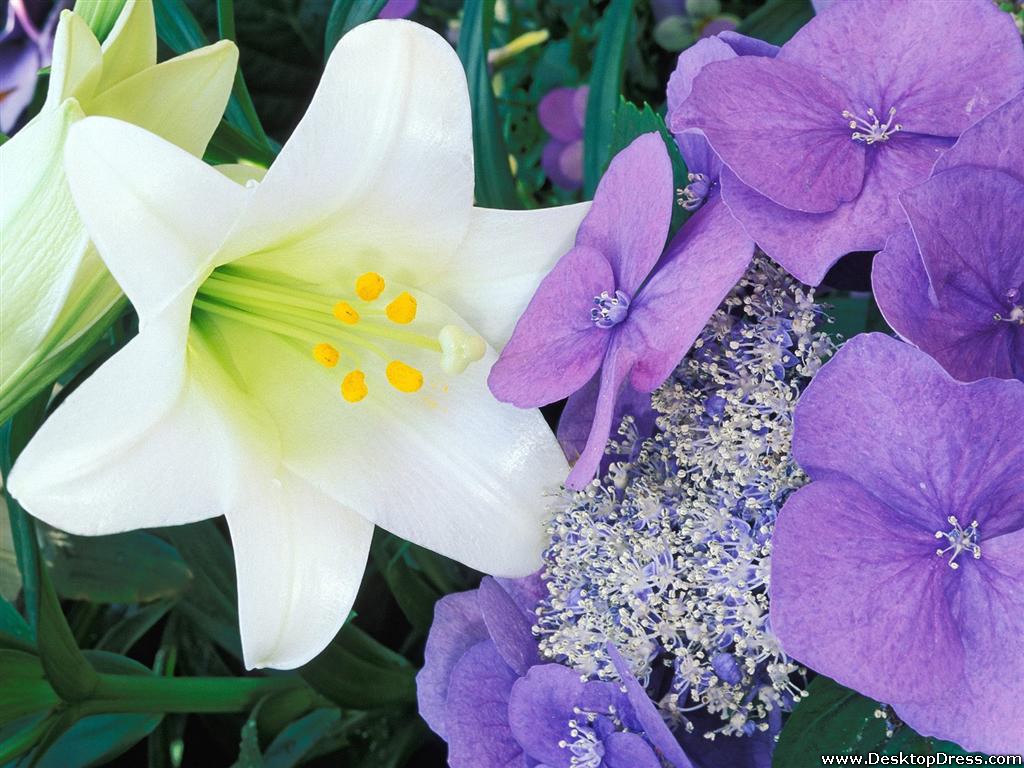 Easter Lily Wallpapers