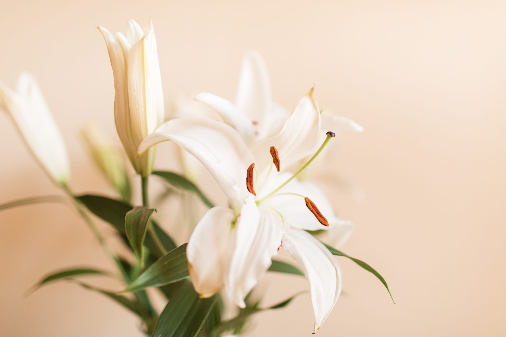 Easter Lily Wallpapers