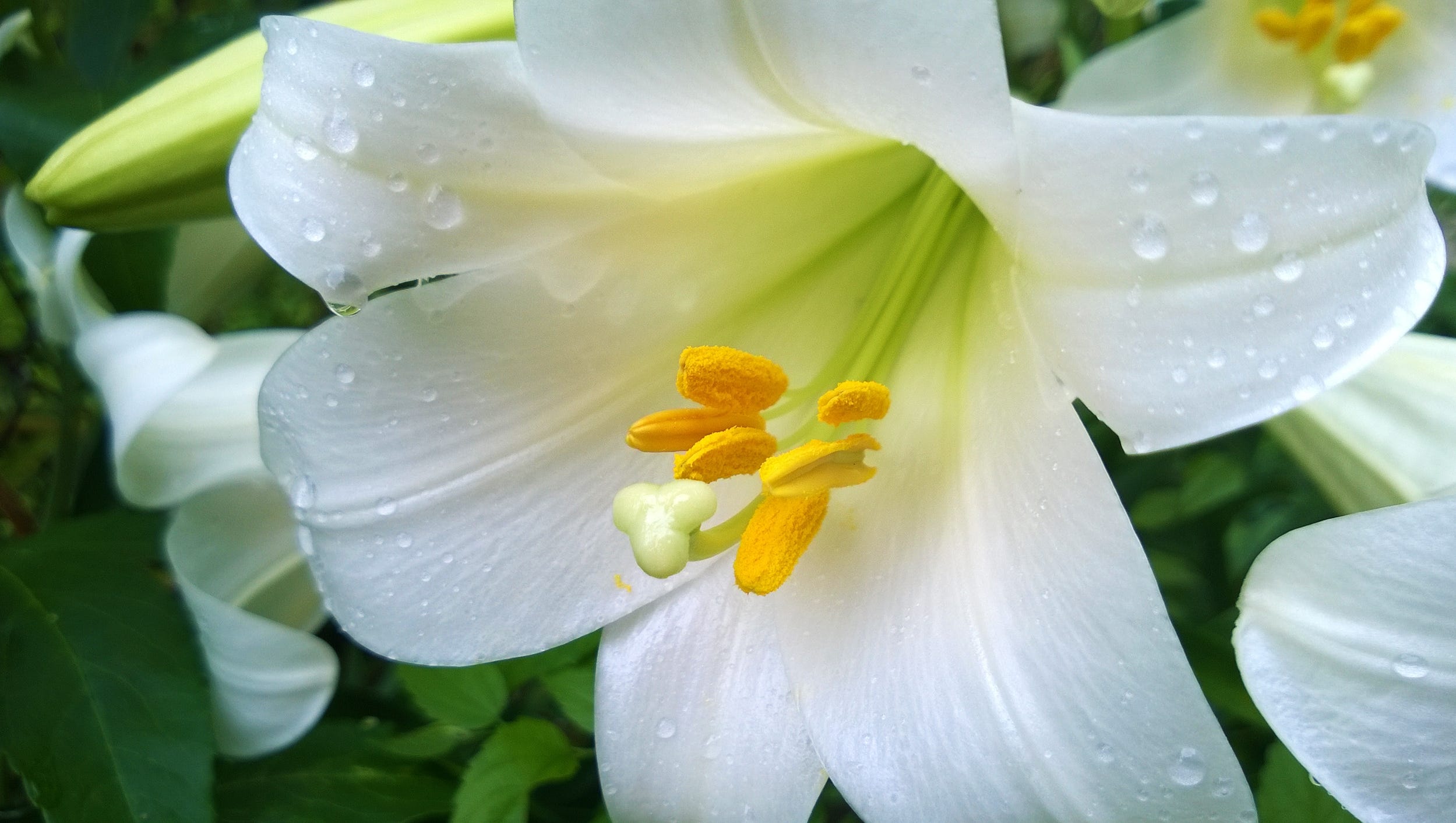 Easter Lily Wallpapers