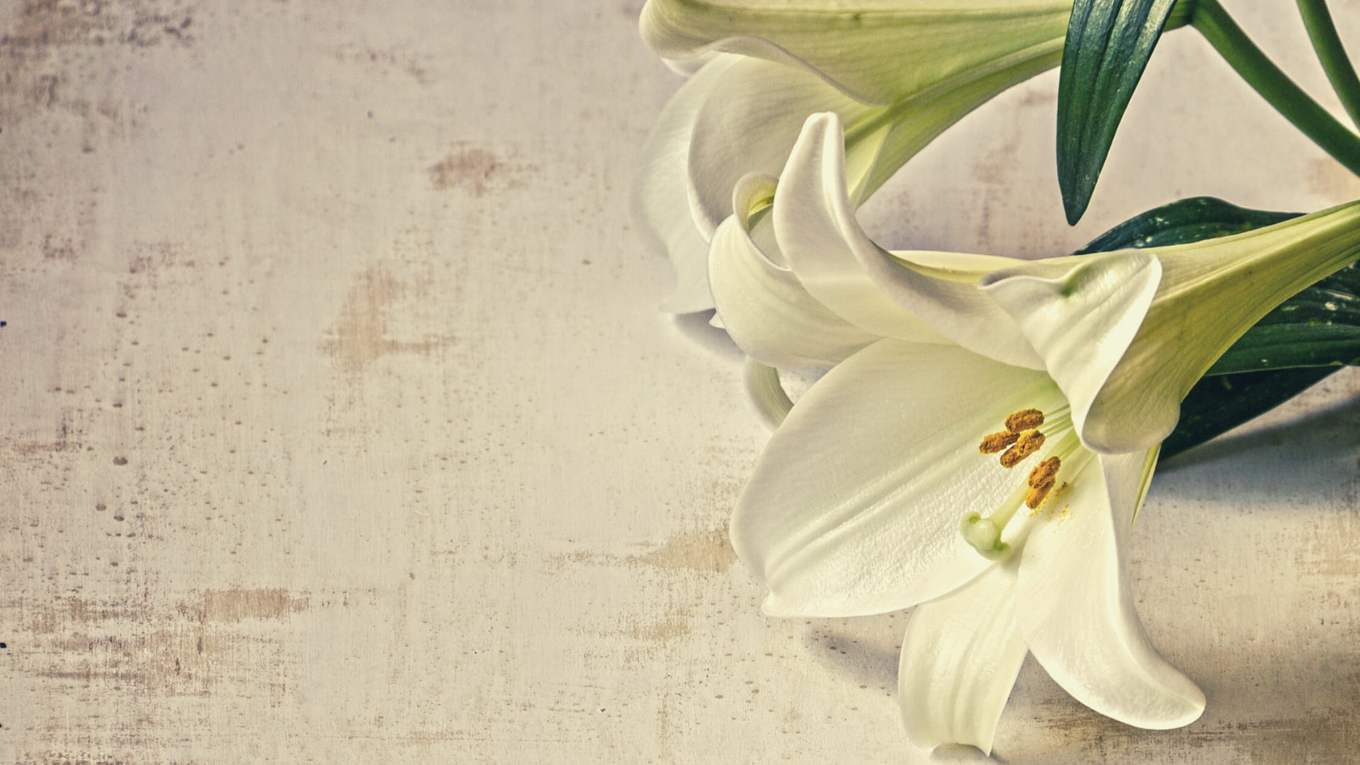 Easter Lily Wallpapers