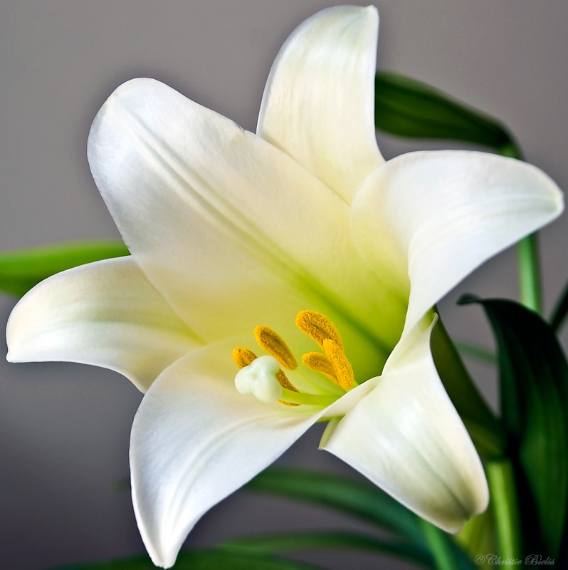 Easter Lily Wallpapers