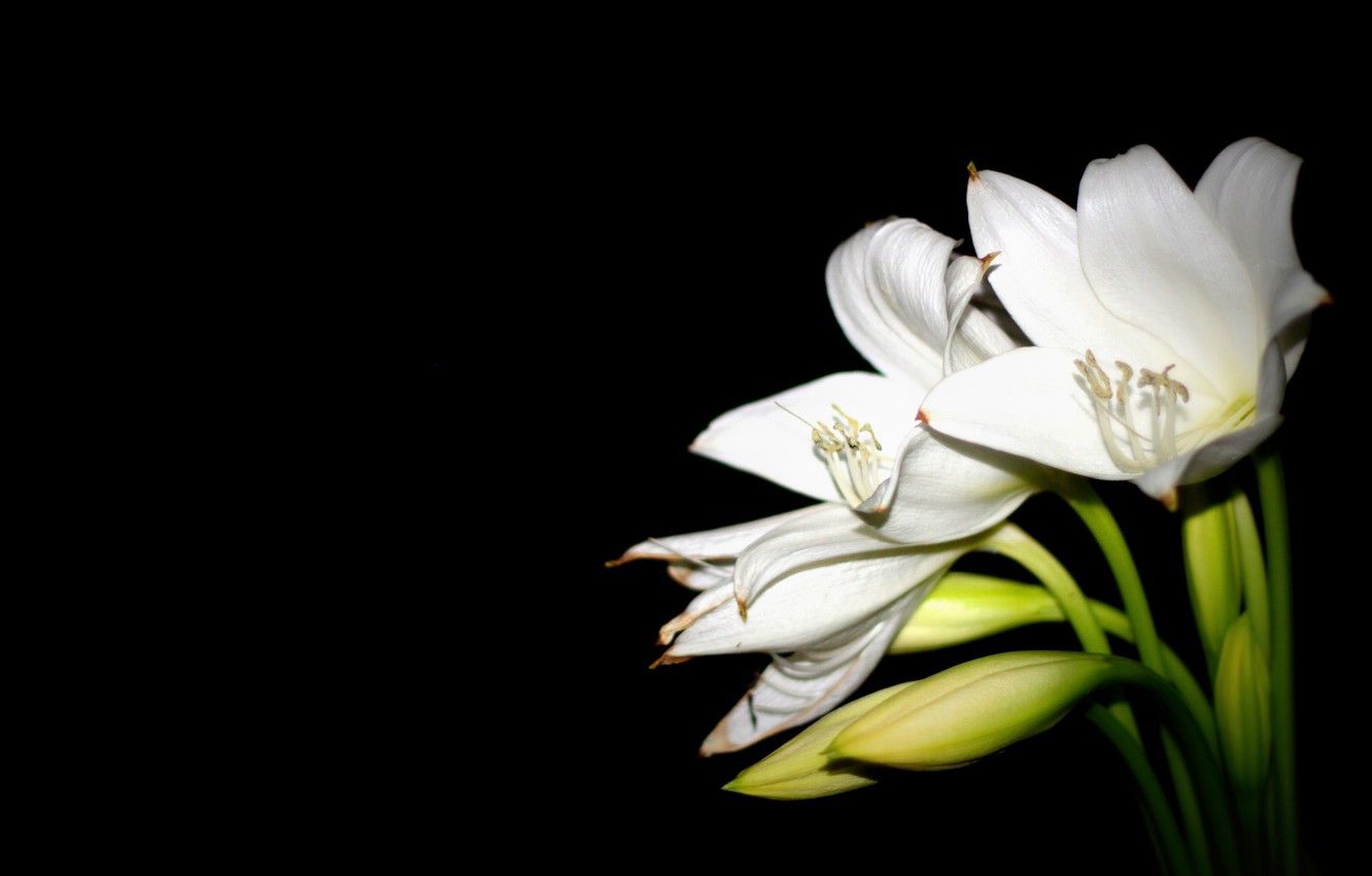 Easter Lily Wallpapers