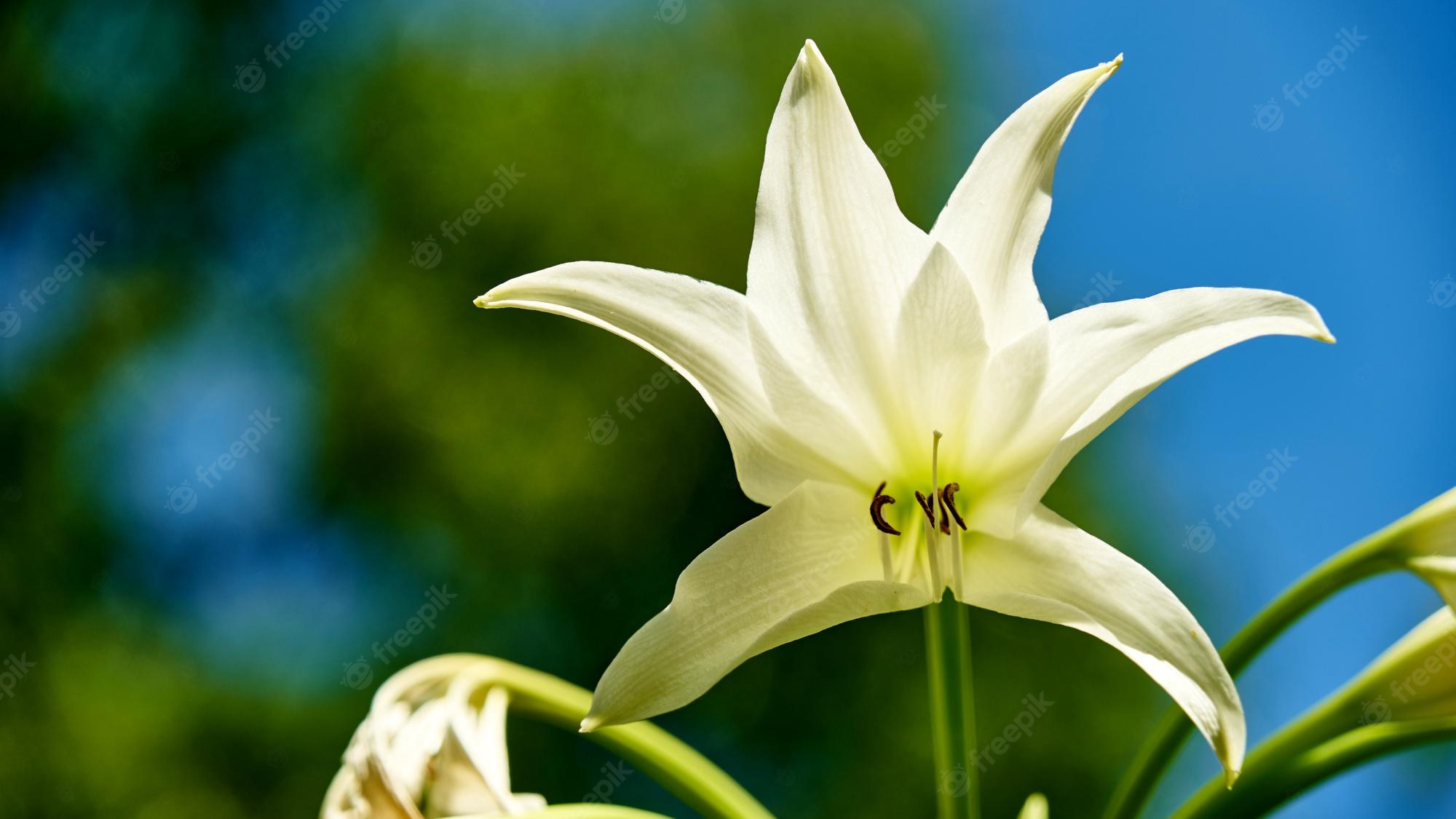 Easter Lily Wallpapers