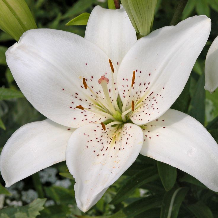 Easter Lily Wallpapers