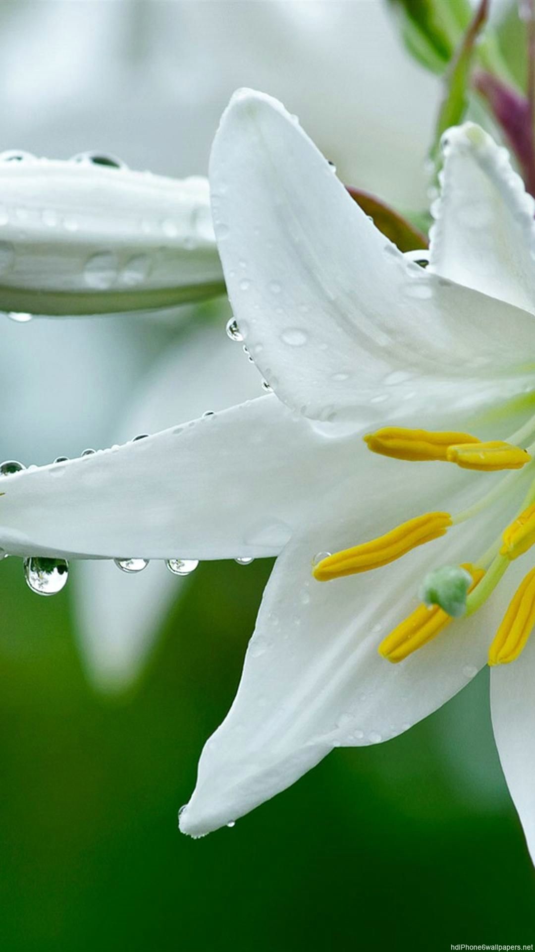 Easter Lily Wallpapers