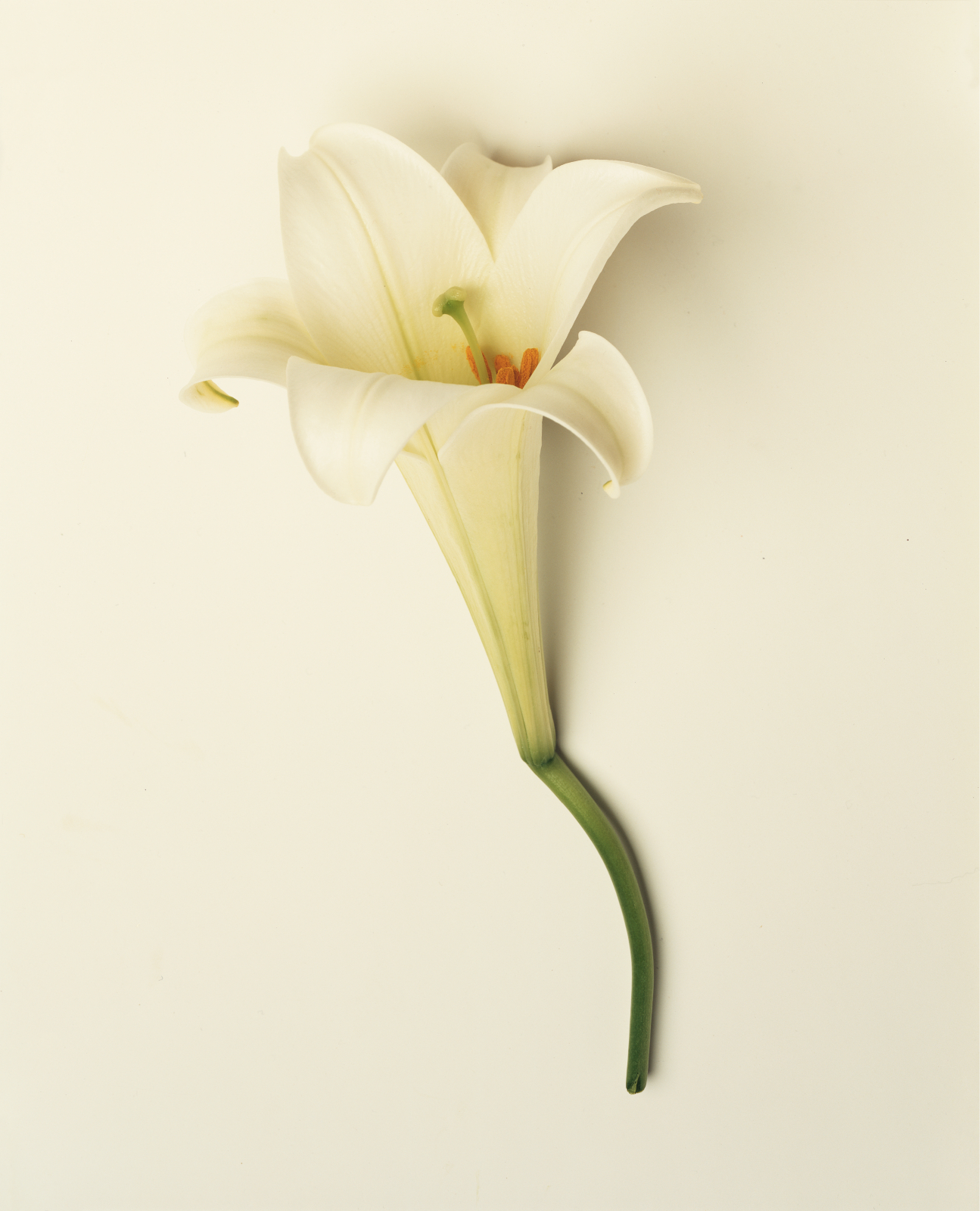 Easter Lily Wallpapers