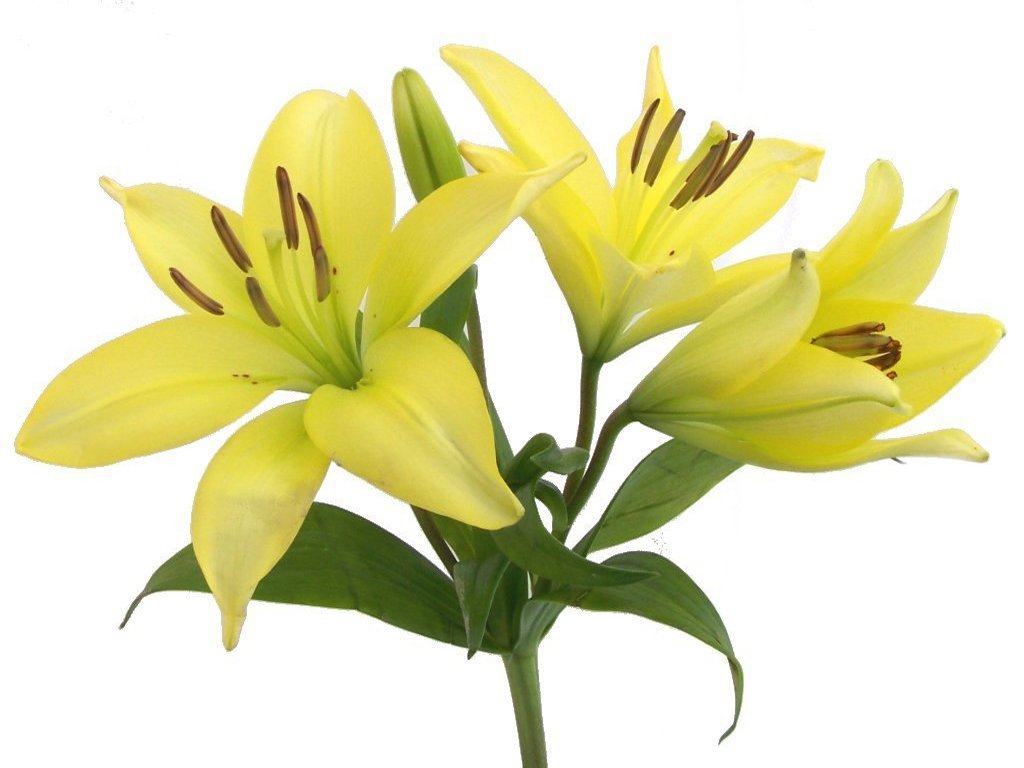 Easter Lily Wallpapers