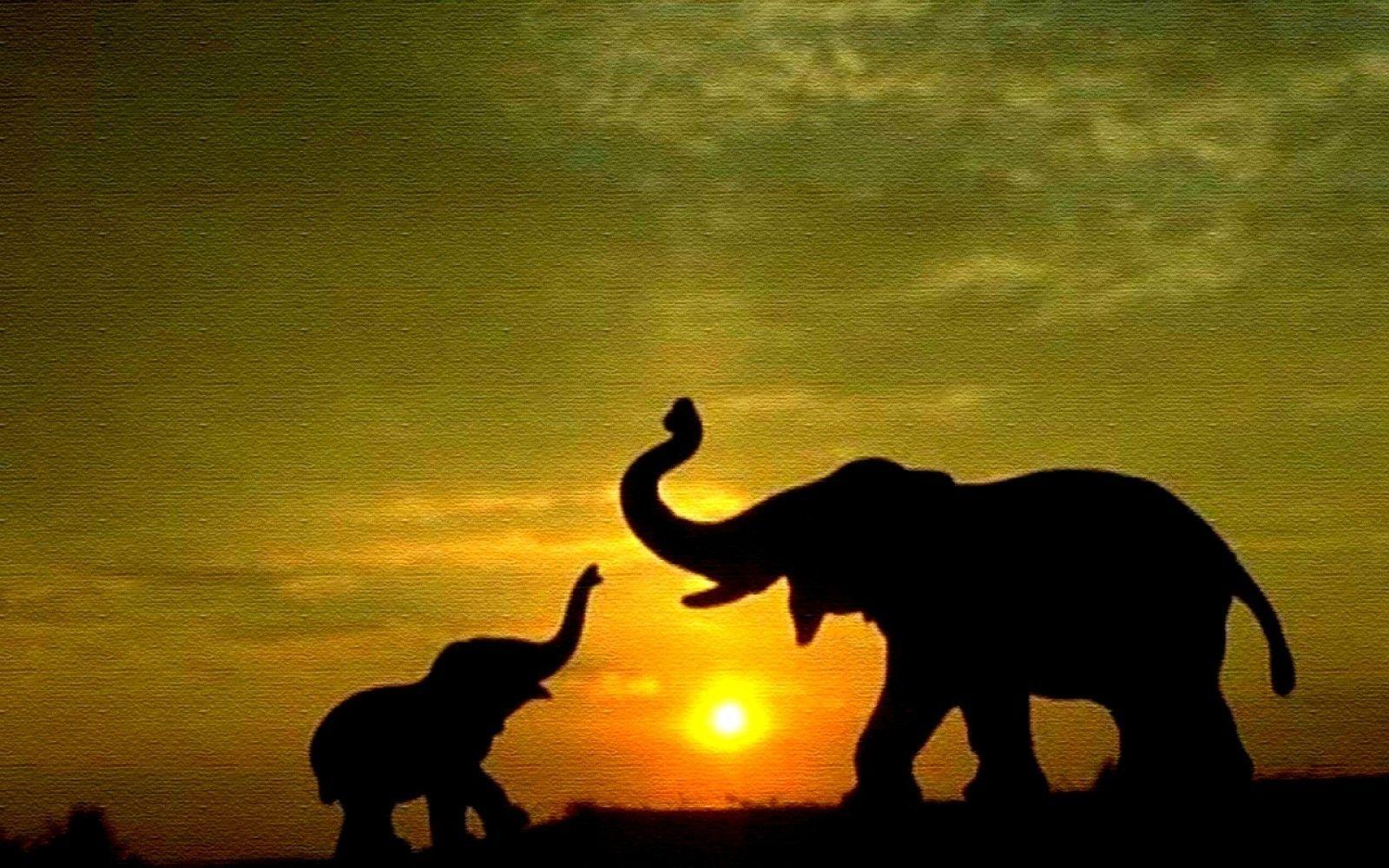 Elephant Computer Wallpapers