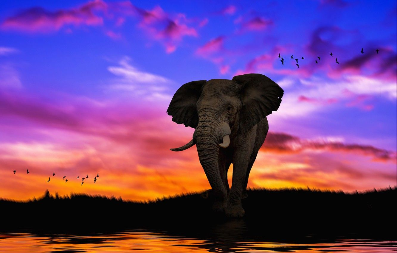 Elephant In Sunset Wallpapers
