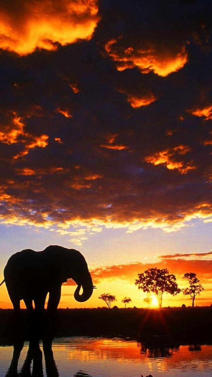 Elephant In Sunset Wallpapers