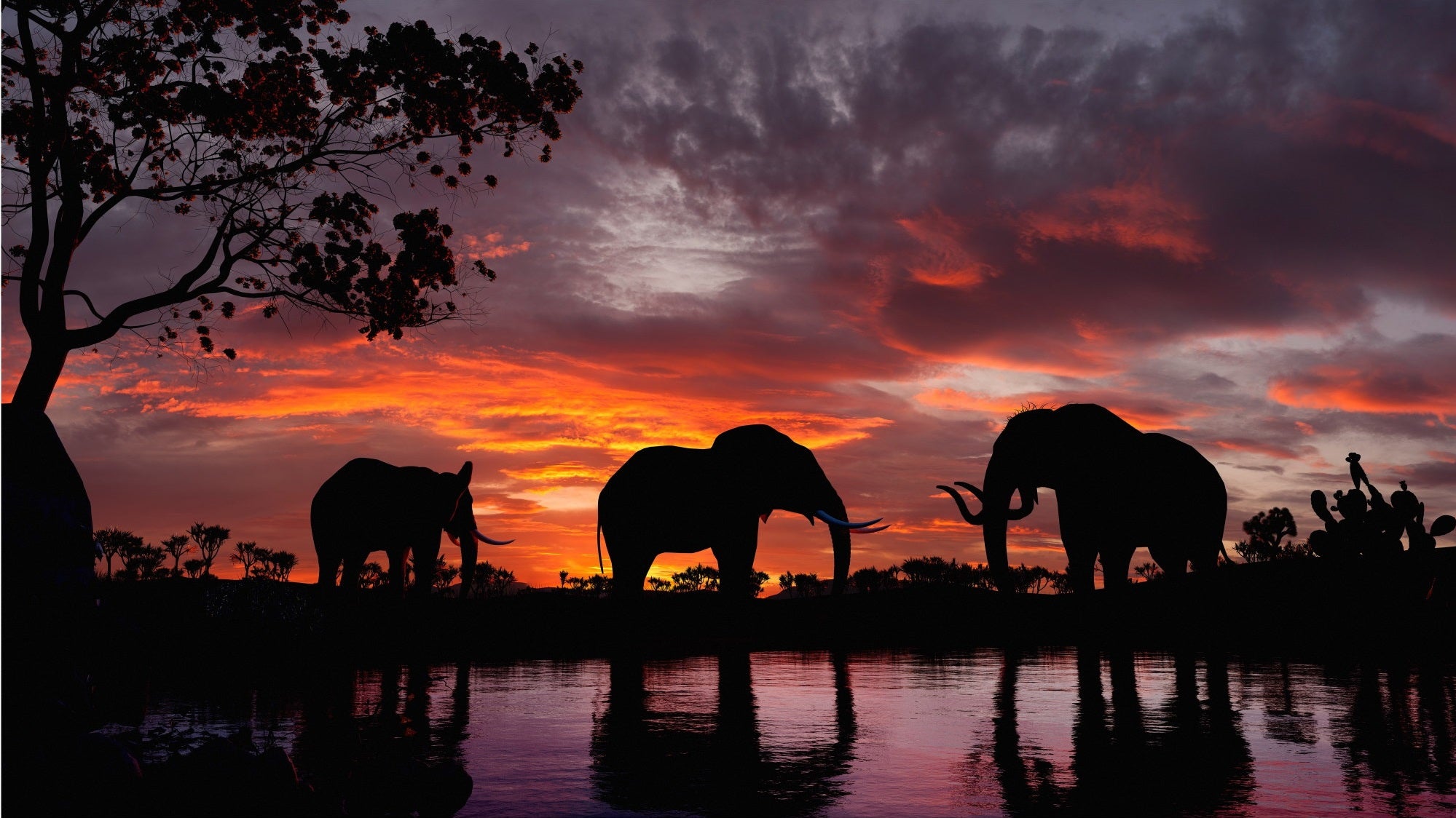 Elephant In Sunset Wallpapers