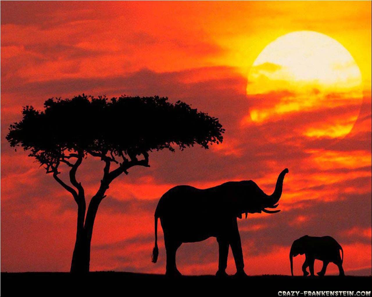 Elephant In Sunset Wallpapers