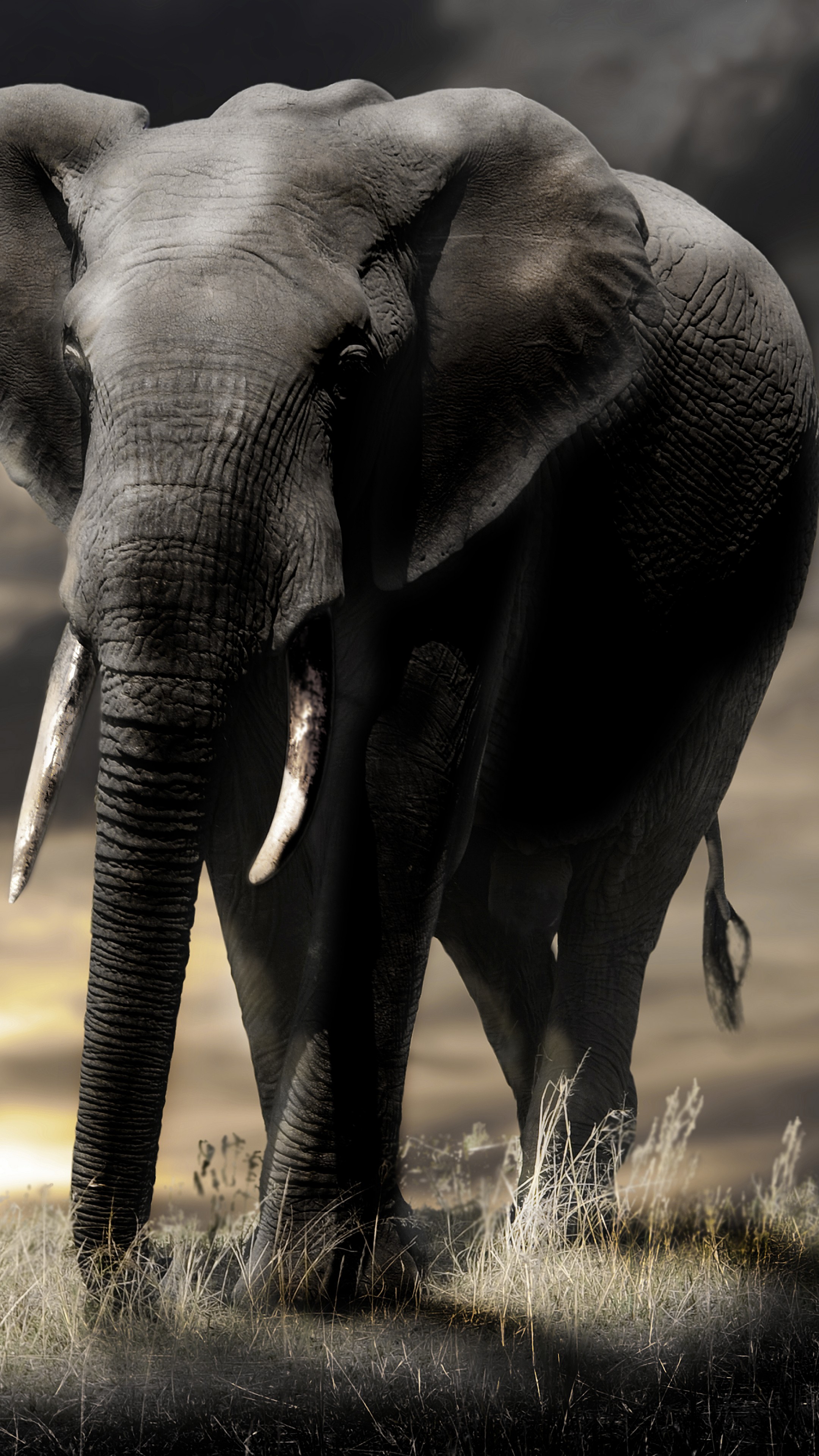 Elephant In Sunset Wallpapers