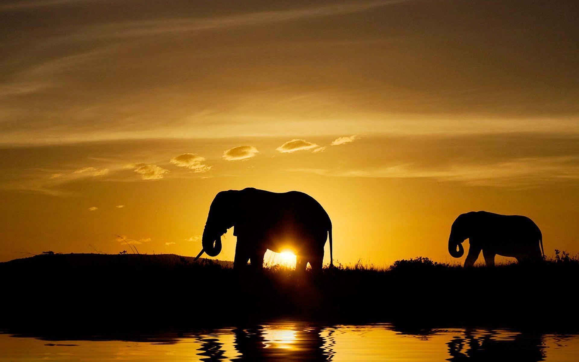 Elephant In Sunset Wallpapers