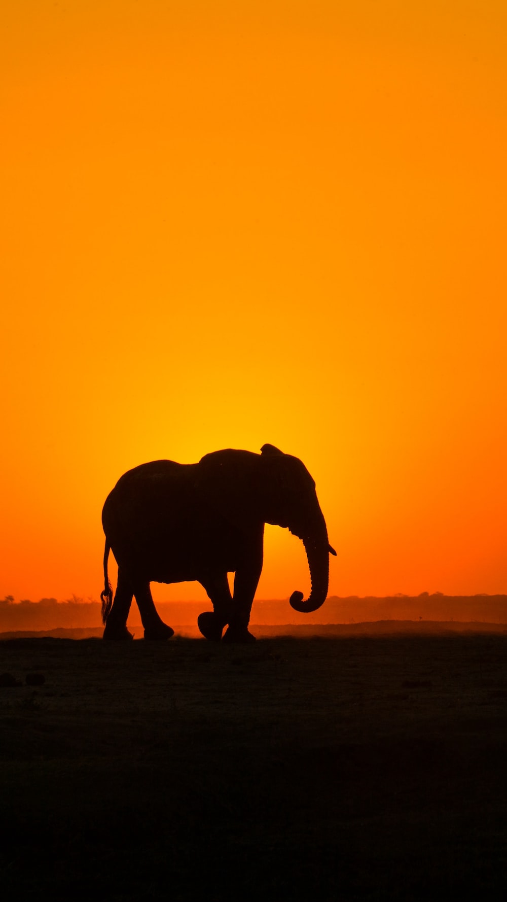 Elephant In Sunset Wallpapers