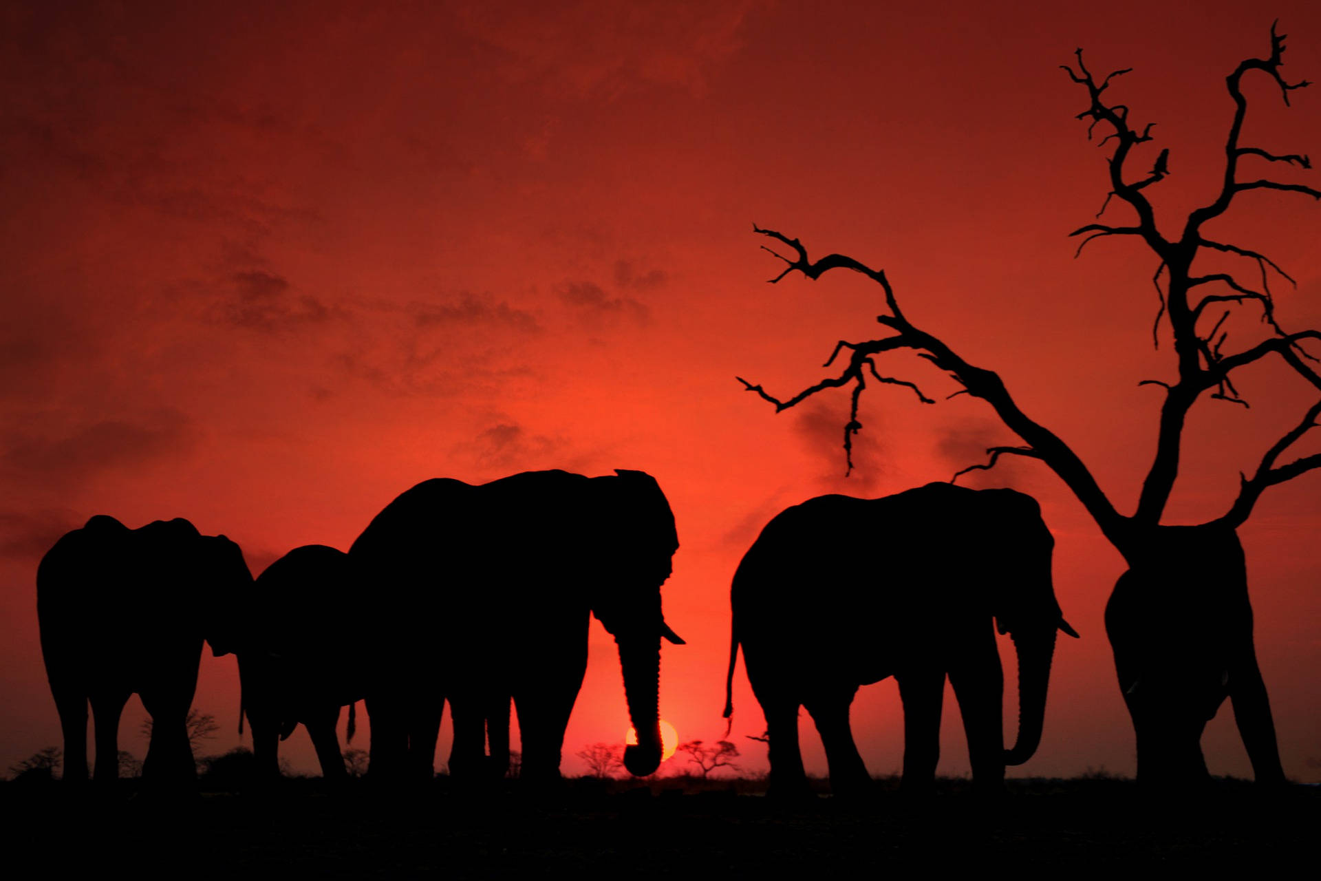 Elephant In Sunset Wallpapers