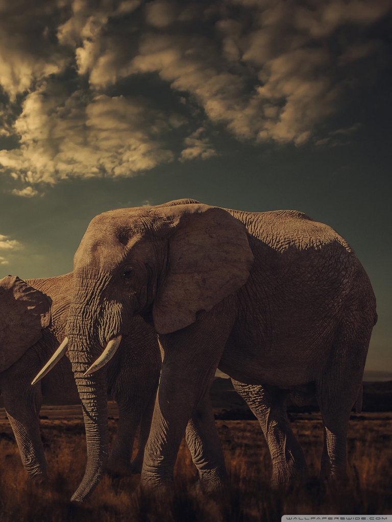 Elephant In Sunset Wallpapers