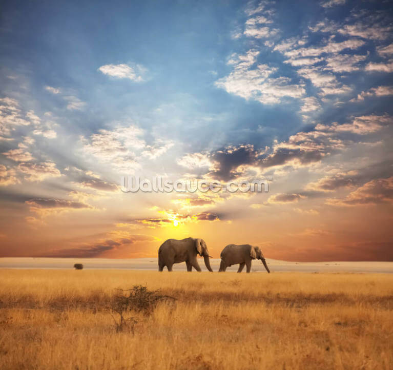 Elephant In Sunset Wallpapers