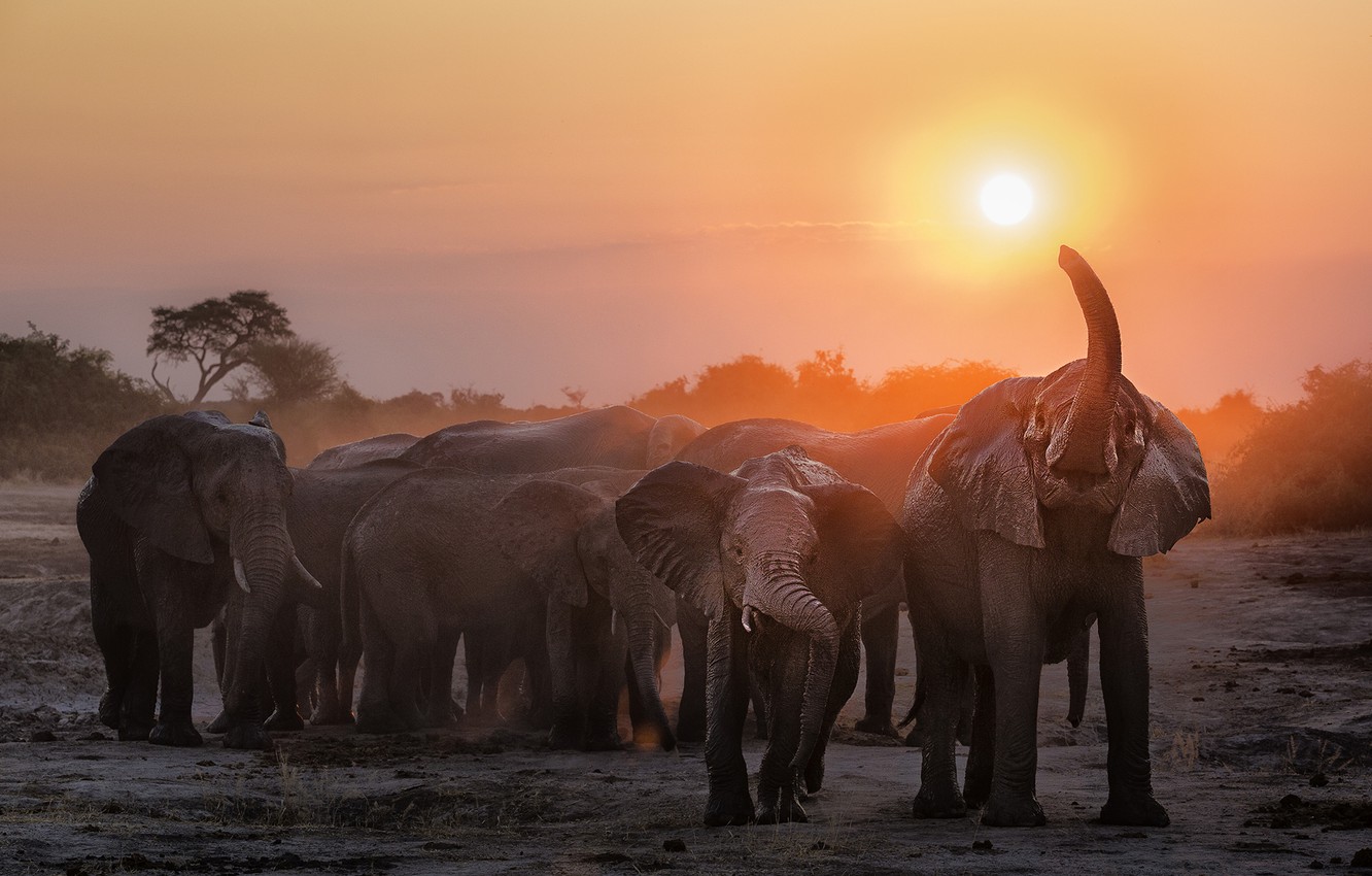 Elephant In Sunset Wallpapers