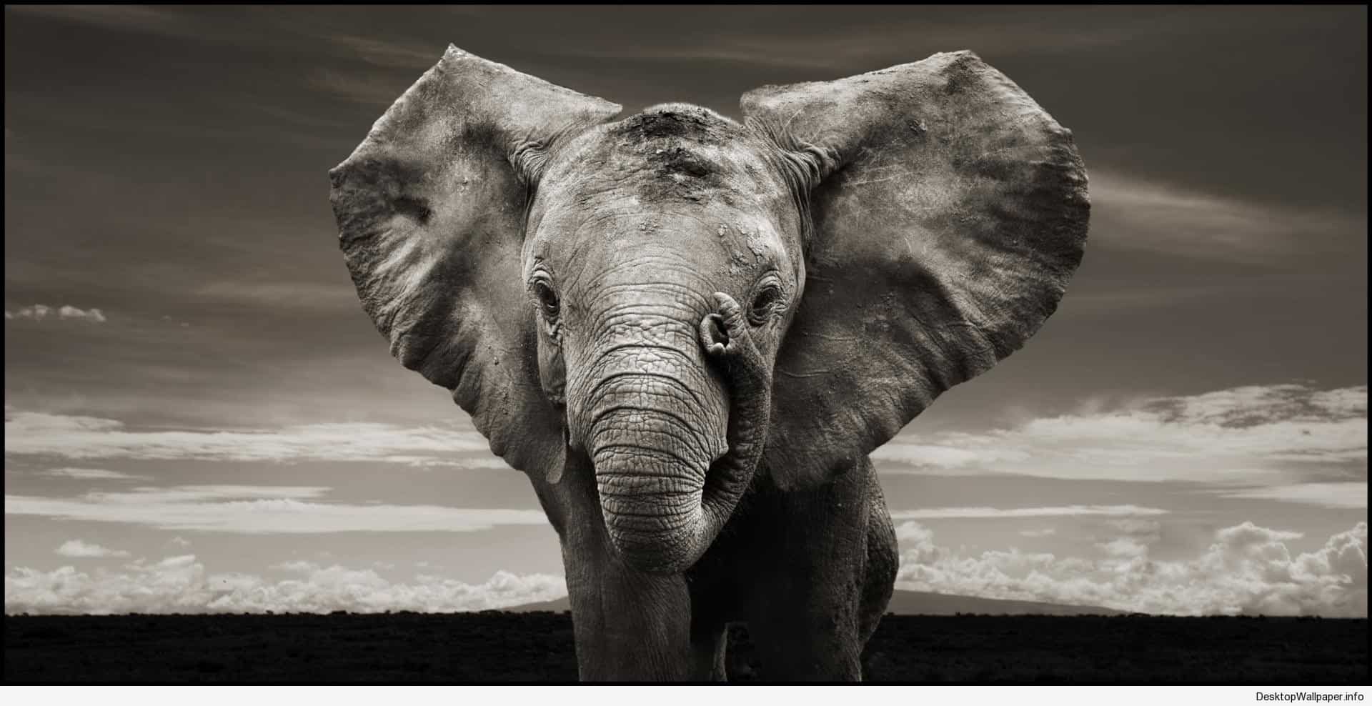 Elephant Screensavers Wallpapers