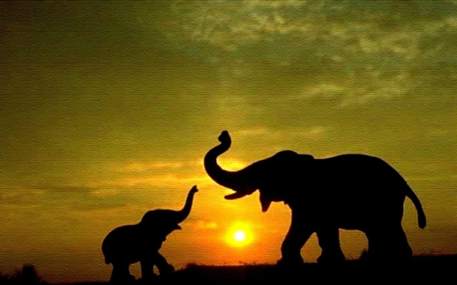 Elephant Screensavers Wallpapers