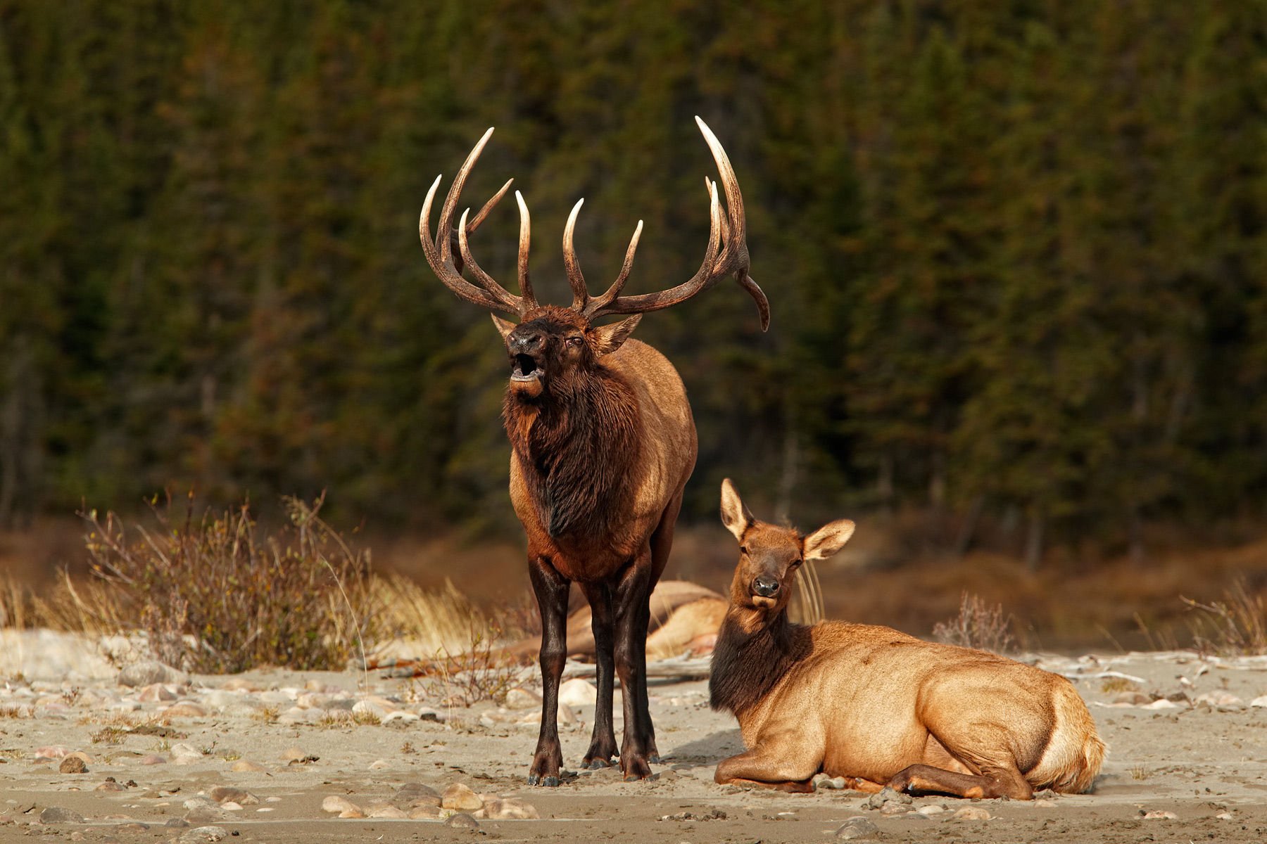 Elk Desktop Wallpapers