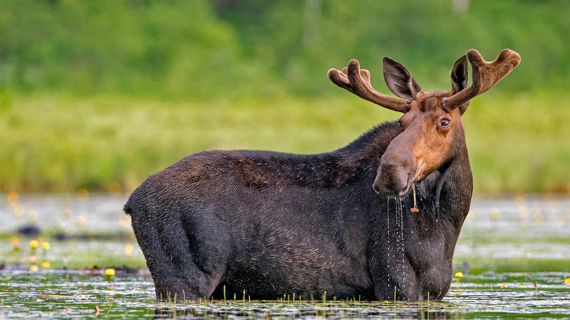 Elk Desktop Wallpapers