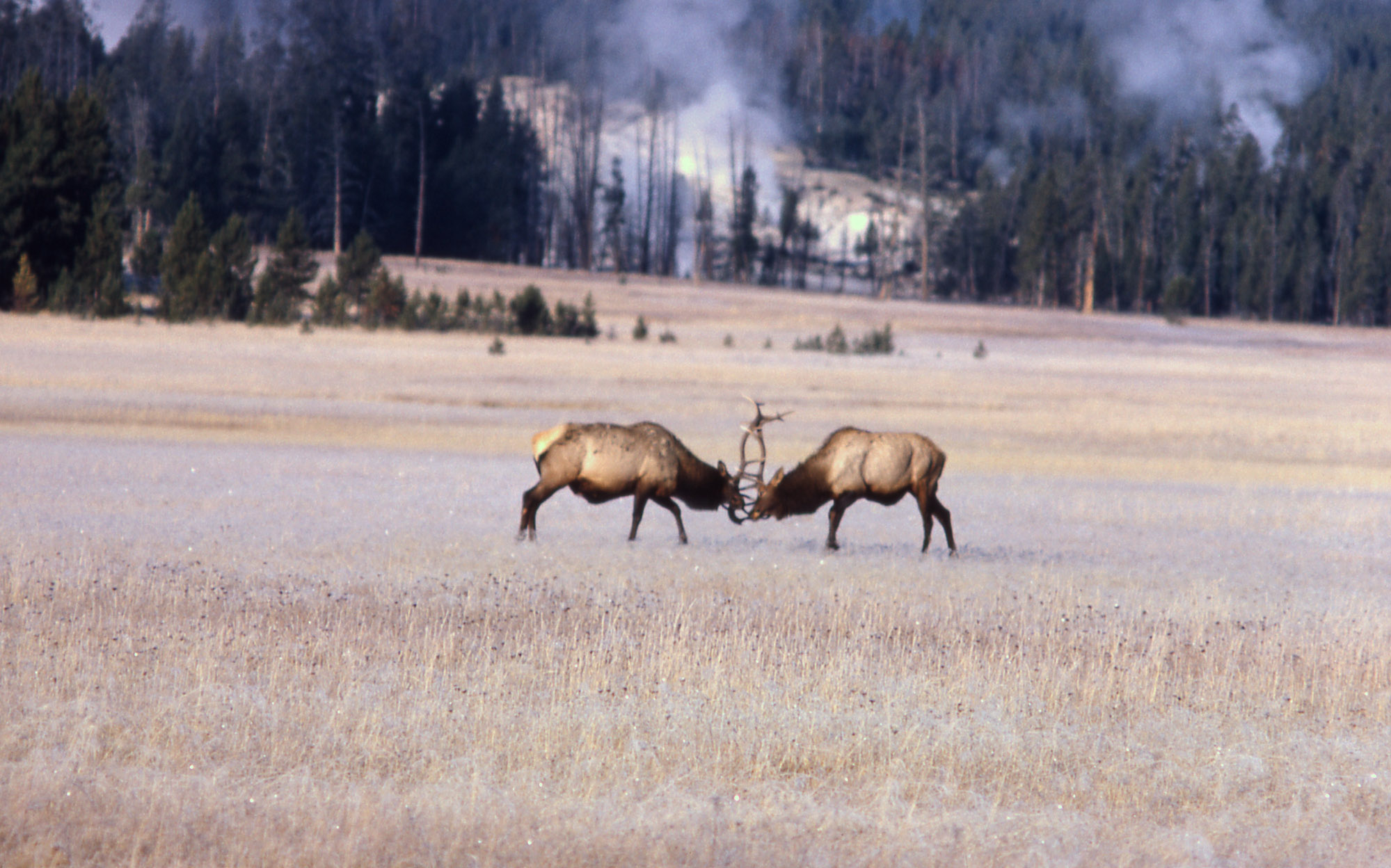 Elk Desktop Wallpapers