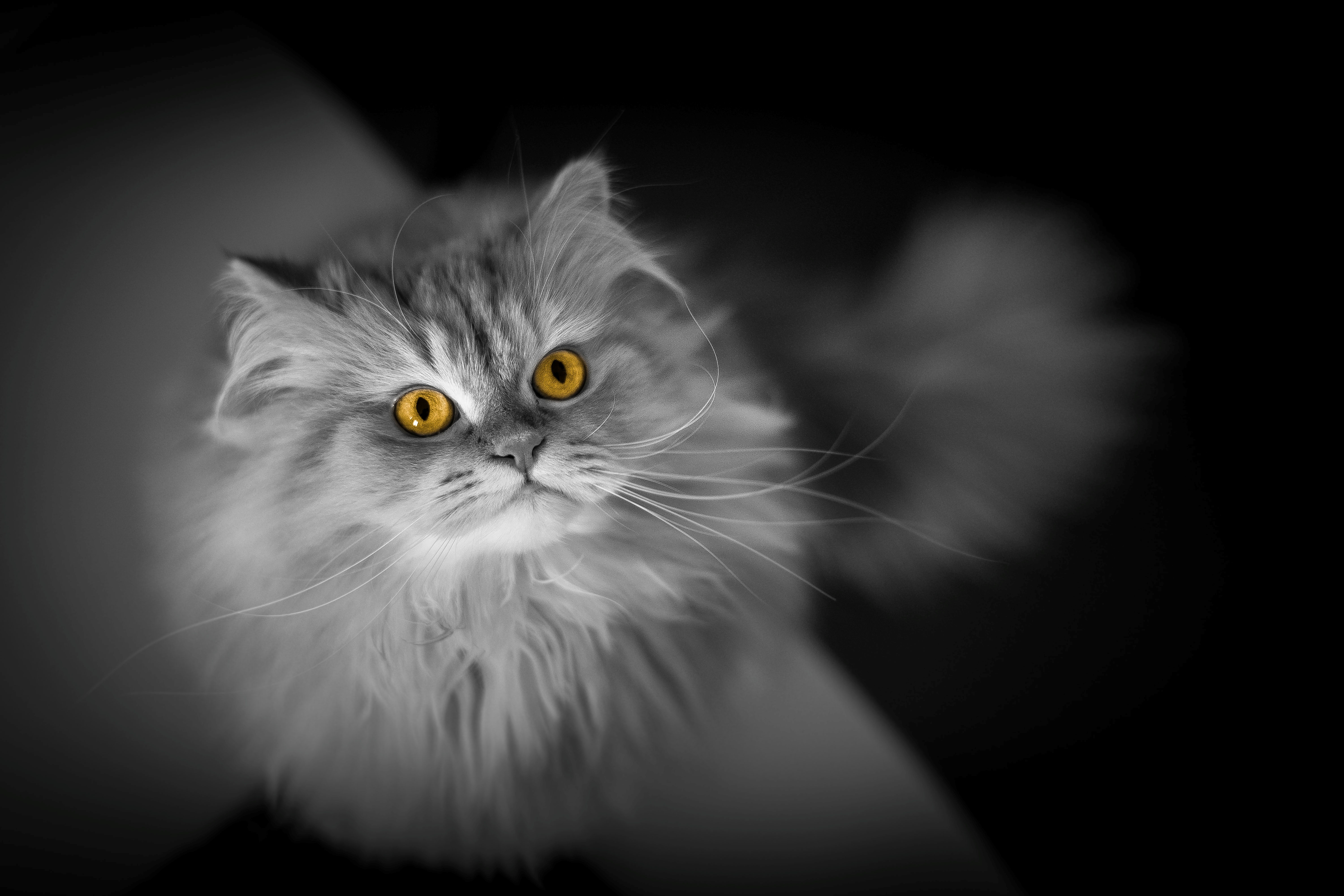 Epic Cat Wallpapers