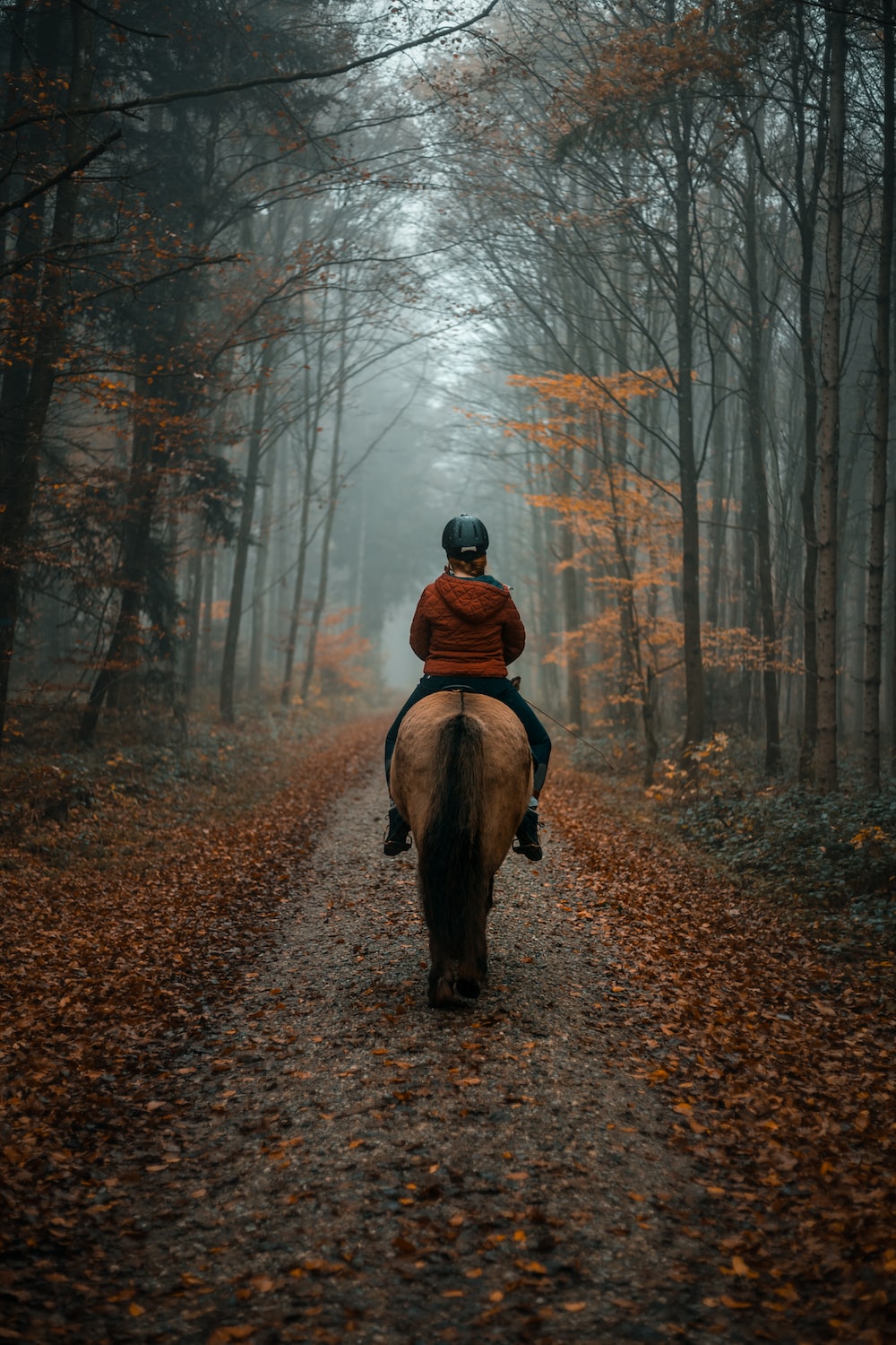 Equestrian Wallpapers