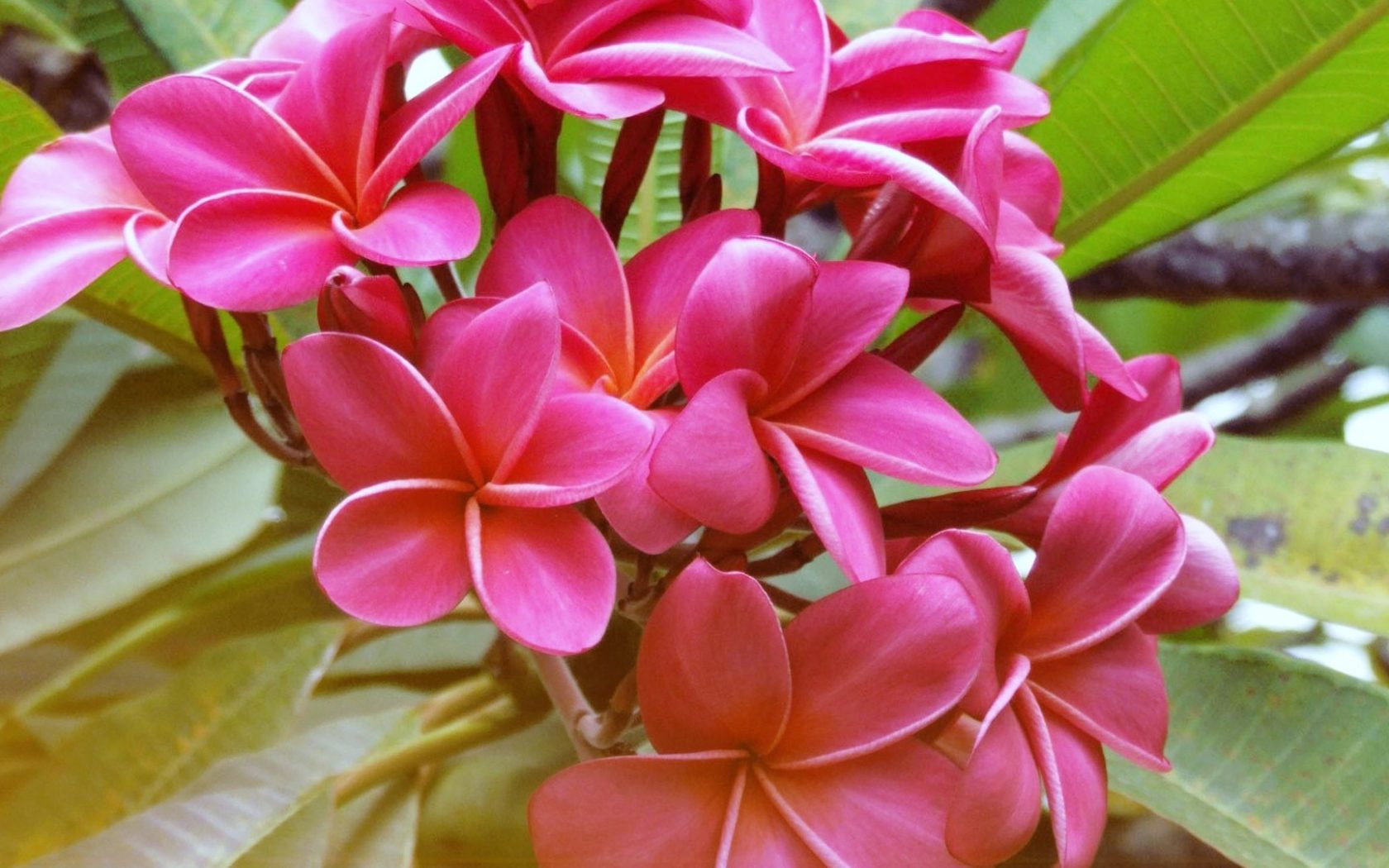 Exotic Flowers Wallpapers