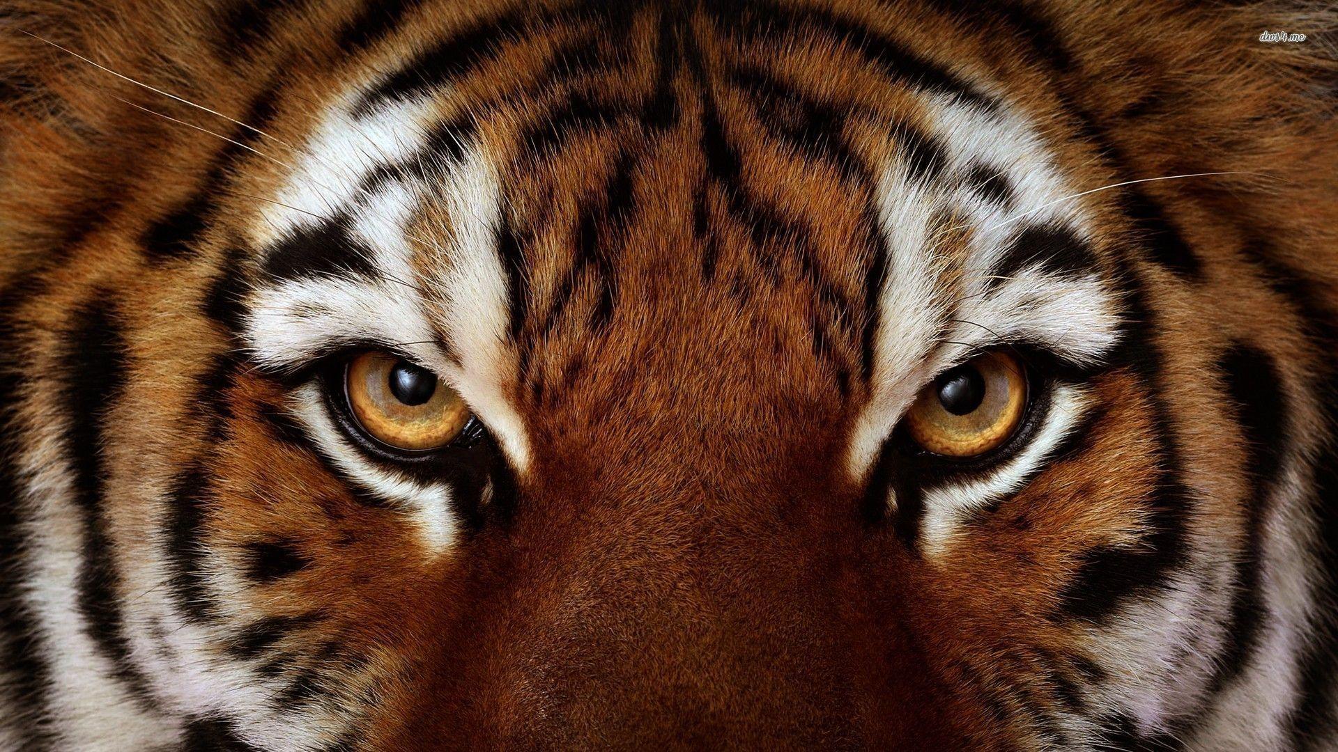 Eye Of The Tiger Wallpapers