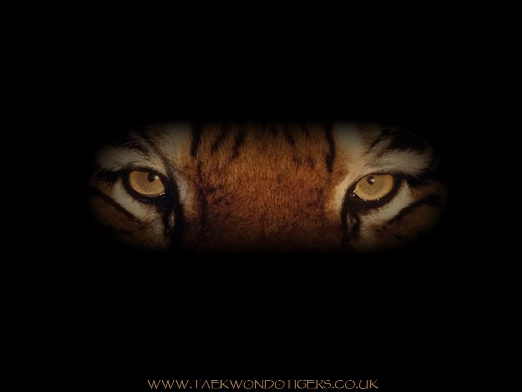 Eye Of The Tiger Wallpapers