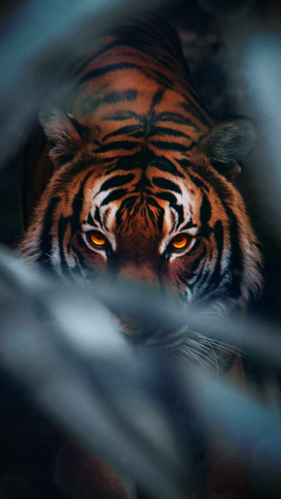 Eye Of The Tiger Wallpapers