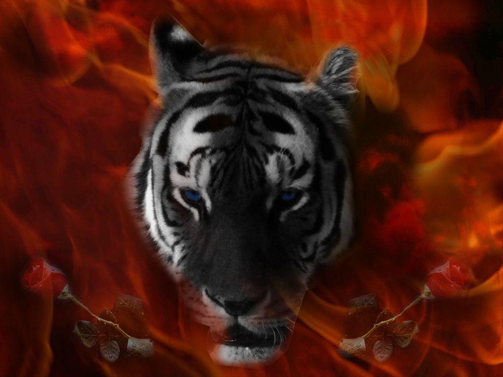 Eye Of The Tiger Wallpapers