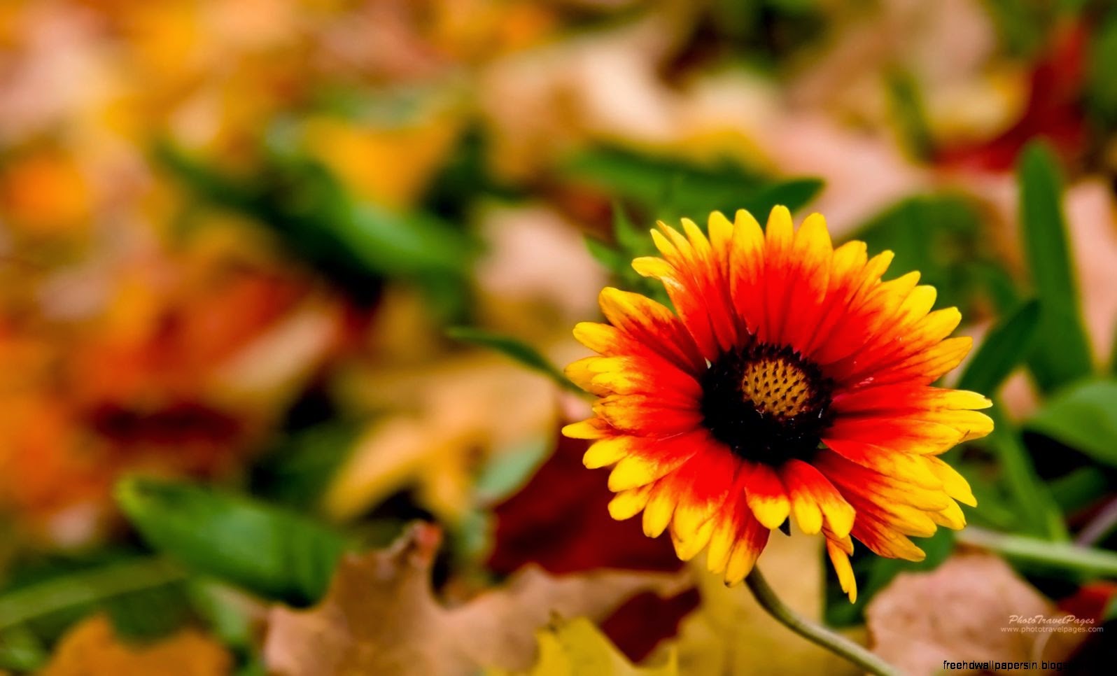 Fall Floral Desktop Wallpapers