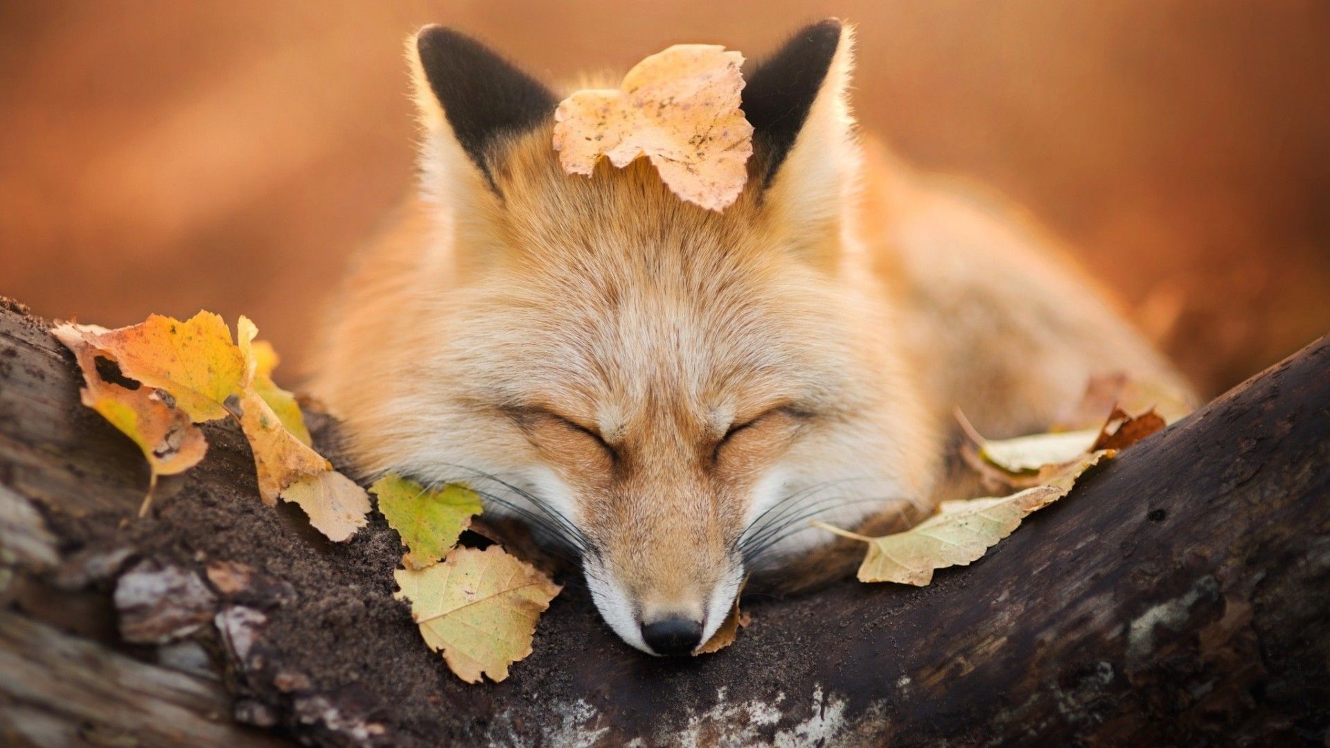 Fall Fox Wallpapers