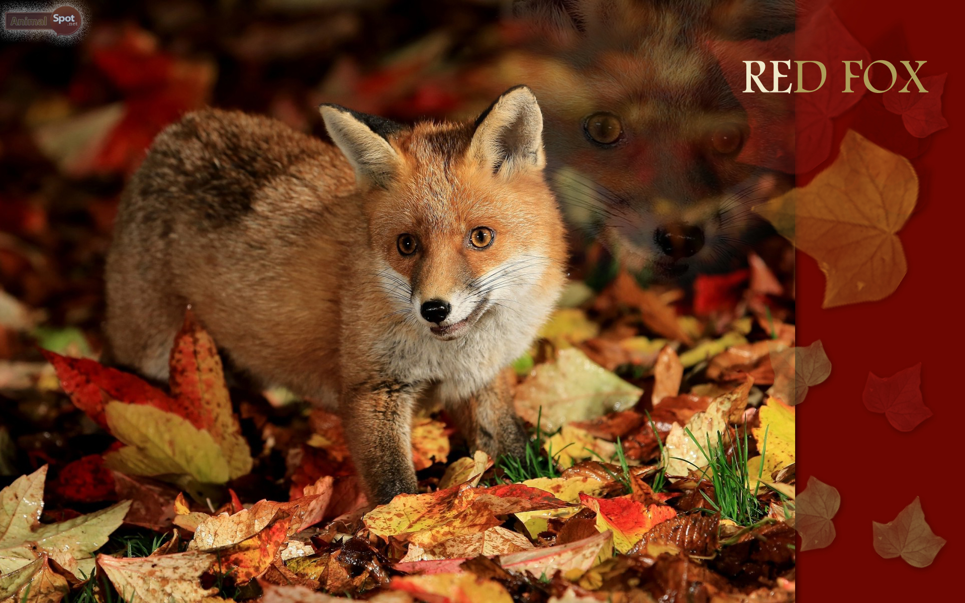 Fall Fox Wallpapers