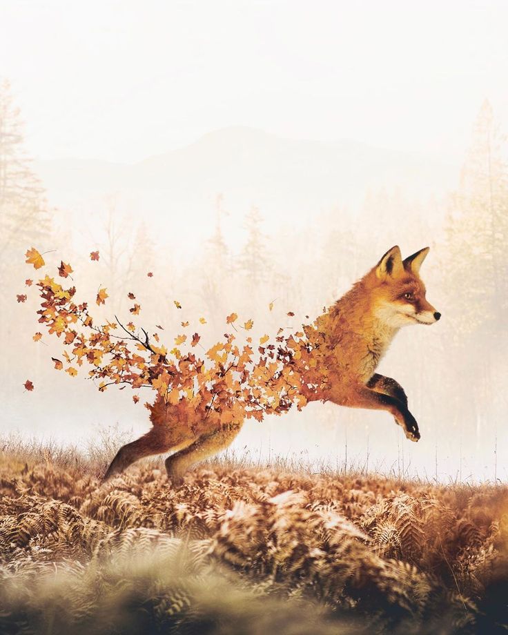 Fall Fox Wallpapers