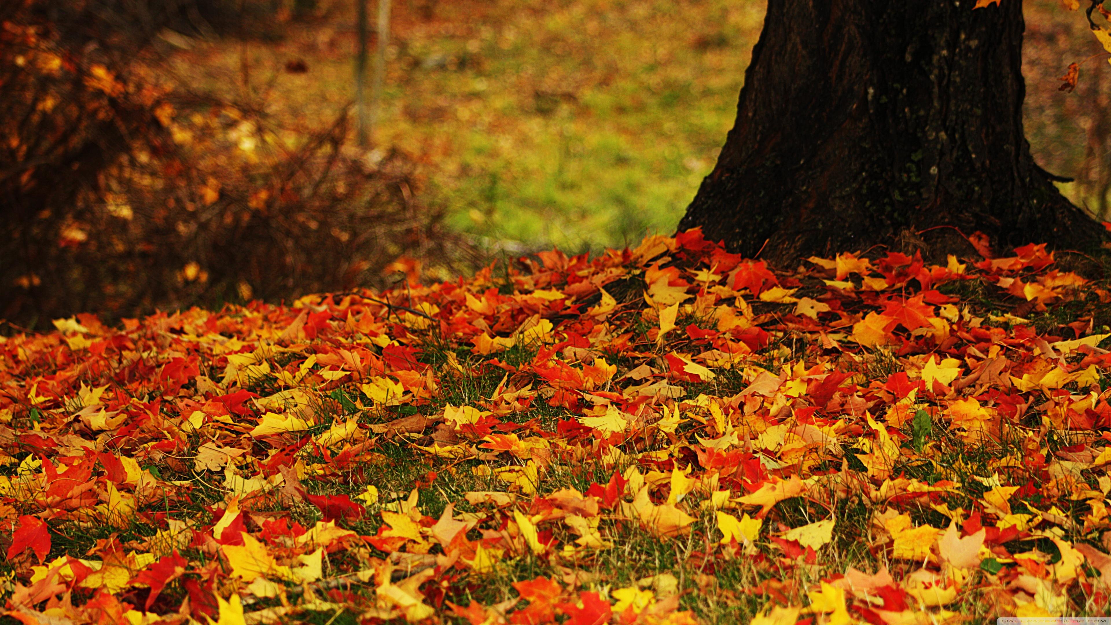 Fall Leaves Wallpapers